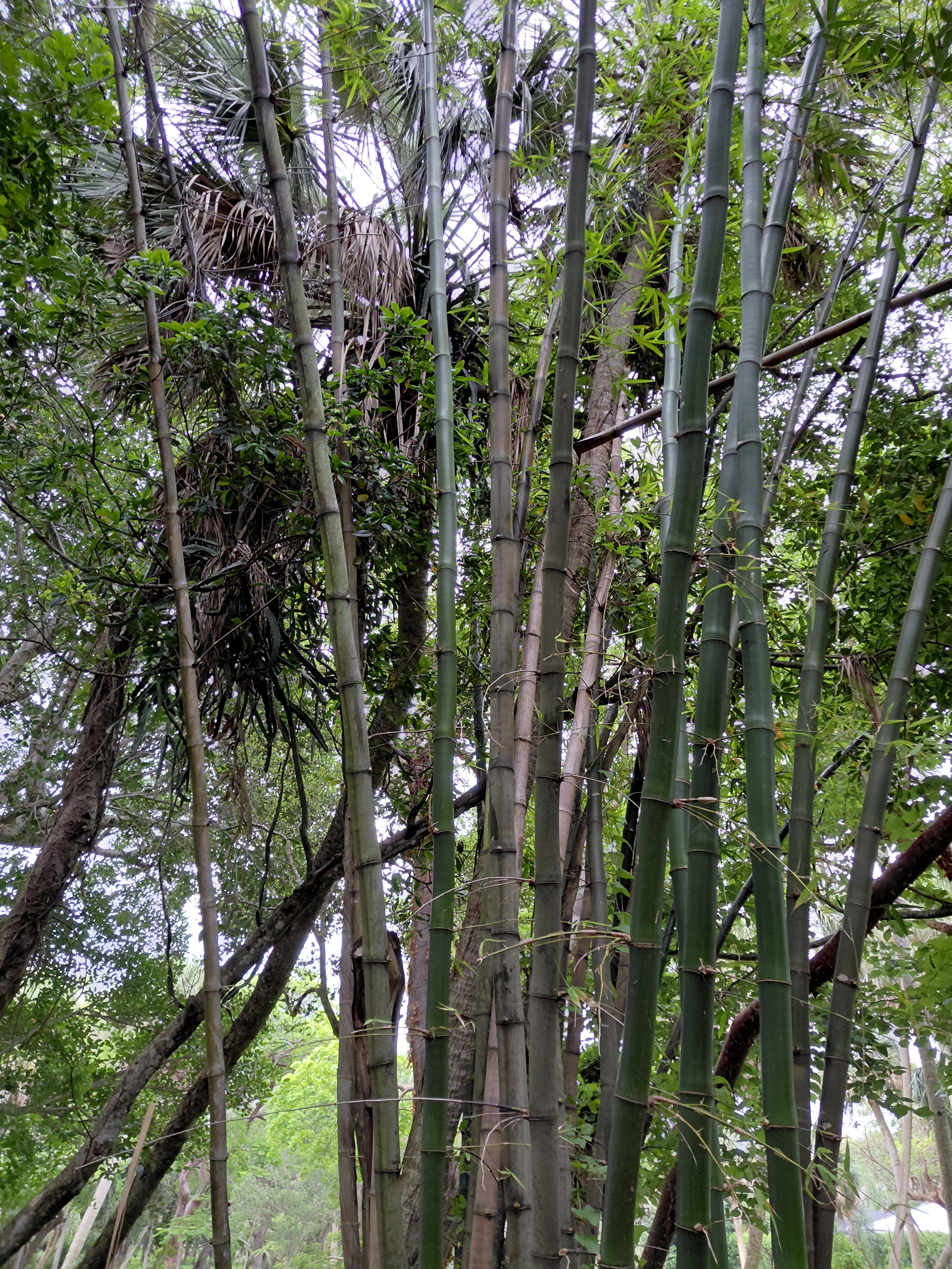 Green Bamboo - Seeds (Rare Offering)