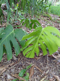 Monstera Deliciosa - Bare-Root