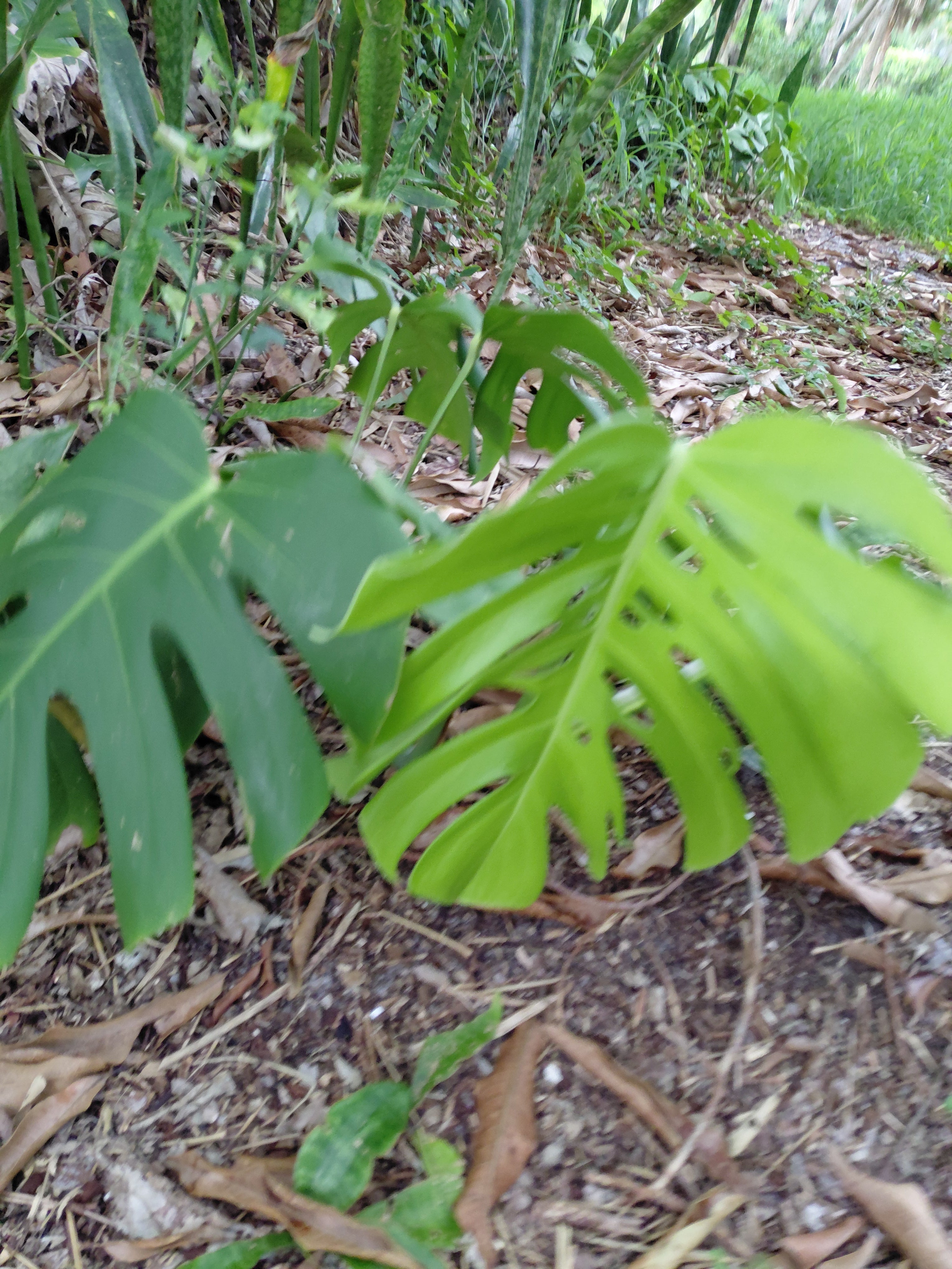 Monstera Deliciosa - Bare-Root
