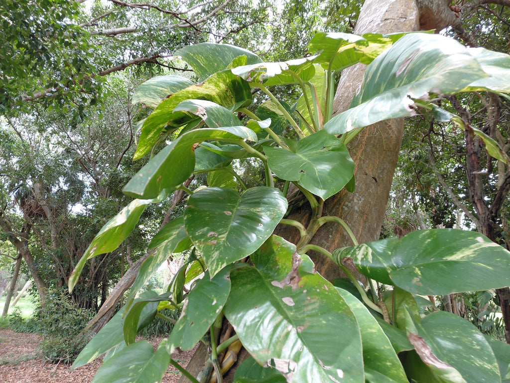 Pothos Dorado Trepador Gigante - Esquejes de Nudo/Vástago (Paquete de 5, sin raíces)