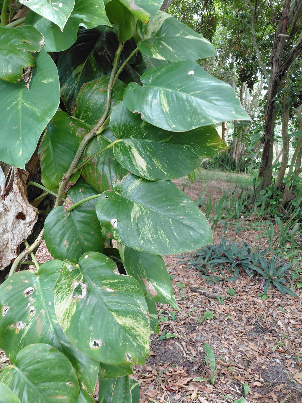 Pothos Dorado Trepador Gigante - Esquejes de Nudo/Vástago (Paquete de 5, sin raíces)