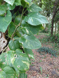 Pothos Dorado Trepador Gigante - Esquejes de Nudo/Vástago (Paquete de 5, sin raíces)