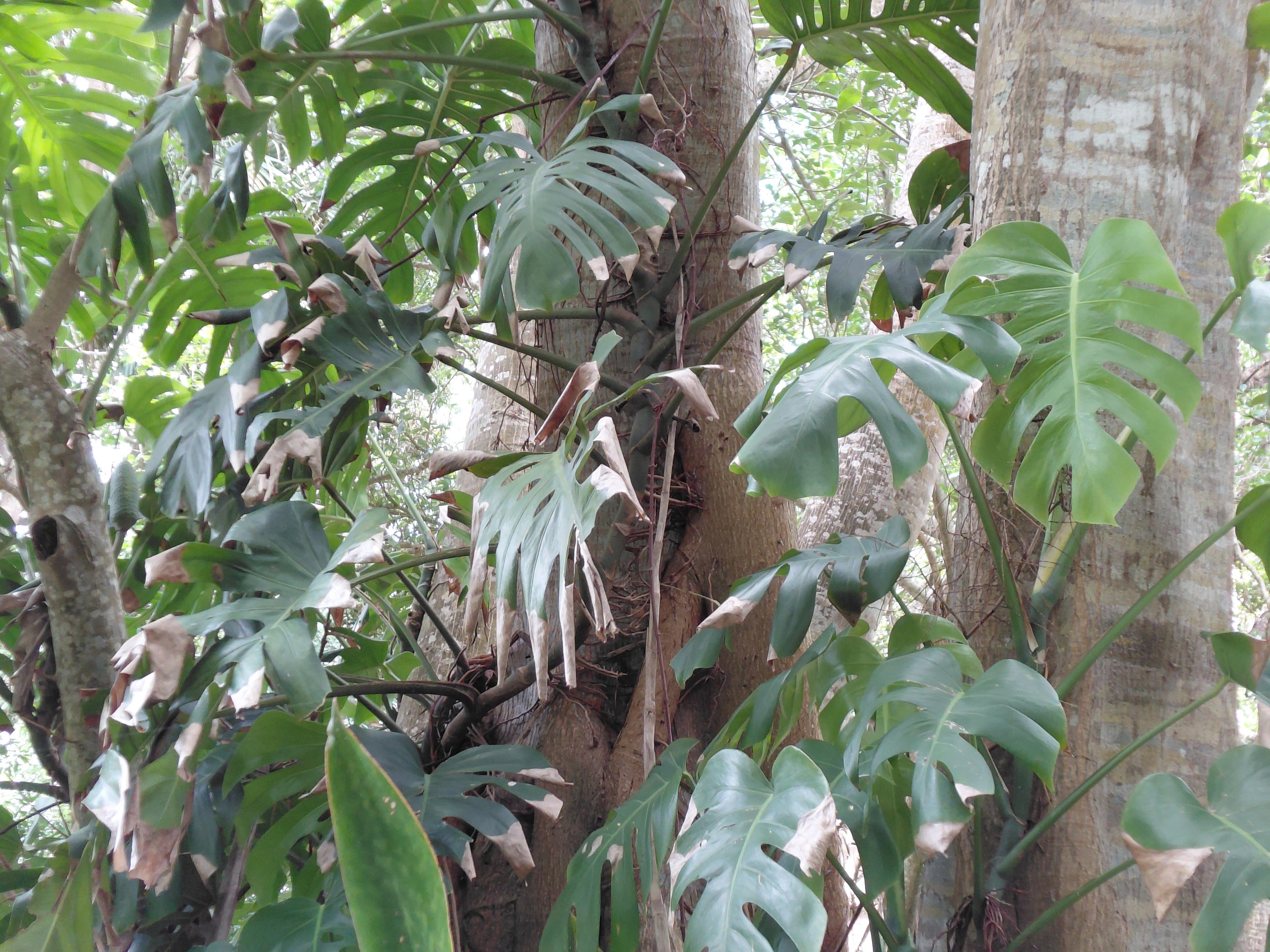 Mature Monstera Deliciosa - Bare-Root