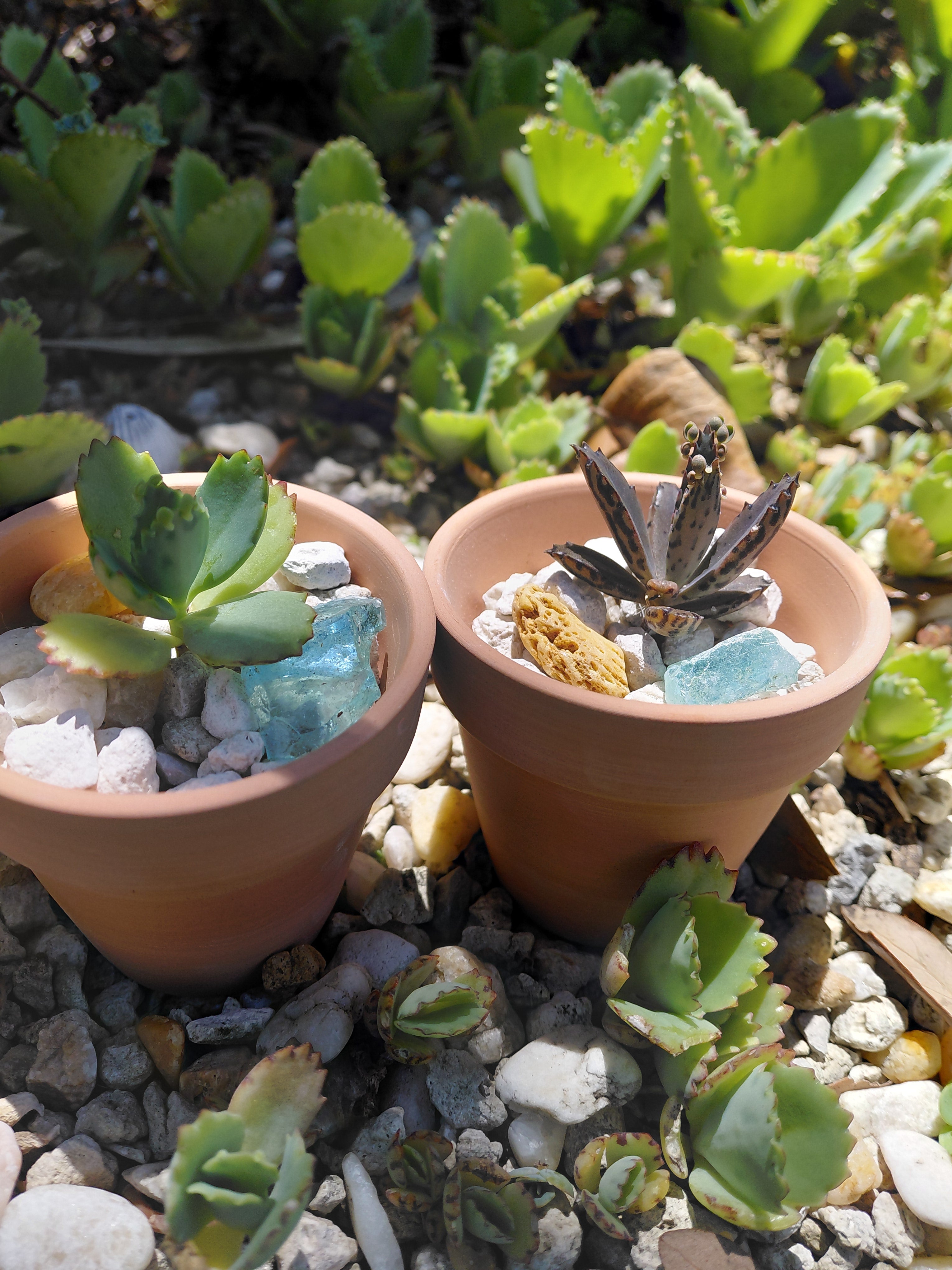 Father's Day Exclusive: The "Tough as Dad" Succulent Desk Kit (Bare Root)