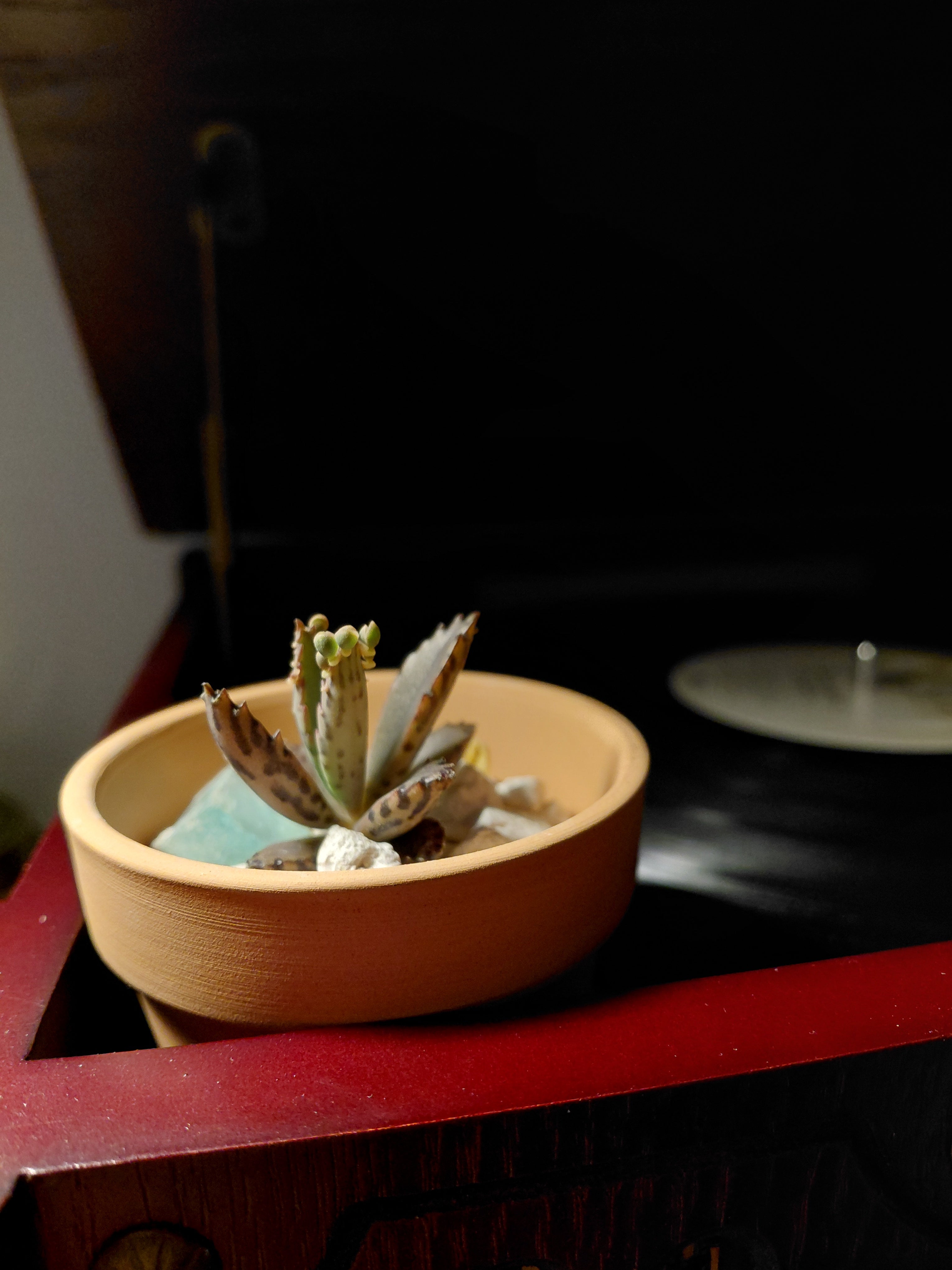 Alligator Plant - Bare-Root