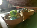 Father's Day Exclusive: The "Tough as Dad" Succulent Desk Kit (Bare Root)
