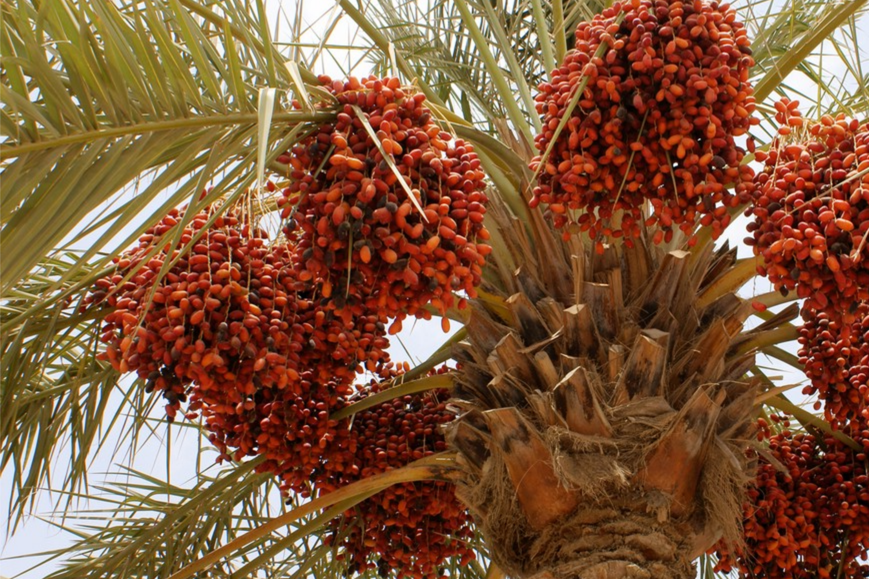 Date Palm Organic Seeds