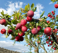 Wild Plum (Set of 12 Unrooted Prunus Tree Cuttings)