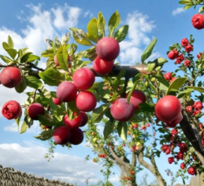 Wild Plum (Set of 12 Unrooted Prunus Tree Cuttings)