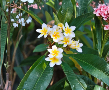 Frangipani Tree (Unrooted Cutting)
