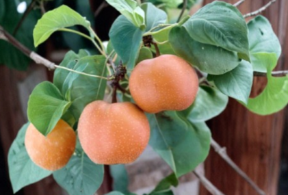 Chojuro Asian Pear (Scion Cuttings)