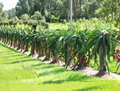 Pitaya Delight Dragon Fruit (Cutting)