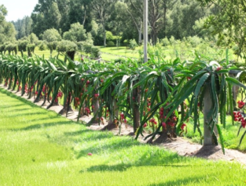 Pitaya Delight Dragon Fruit (Cutting)