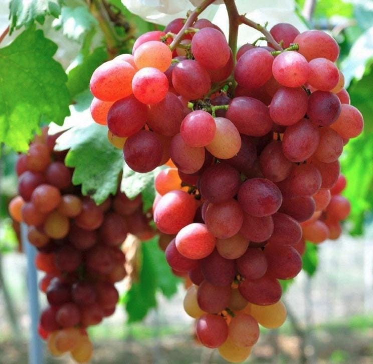Giant Red Globe Heirloom Grape Seeds - Non GMO - Sweet Fruit
