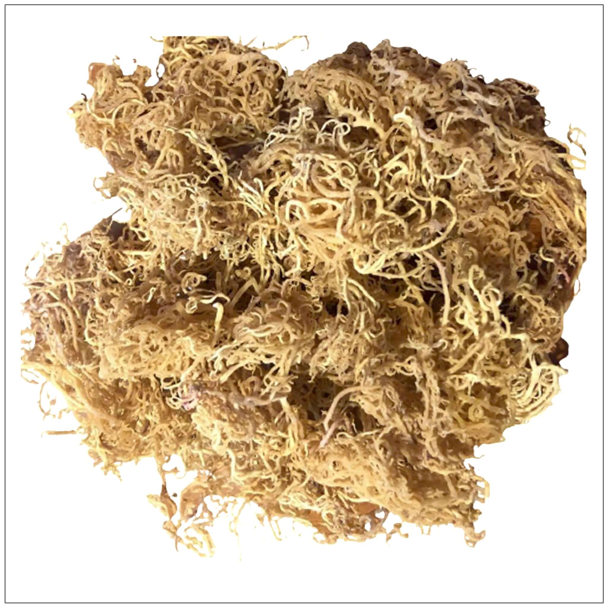 Sea Moss Gold Natural- Santa Lucía