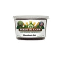 Macadamia Nut Tree Grow Kit | Seeds In A Cup®