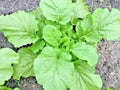 Florida Broadleaf Mustard Greens Organic Seeds