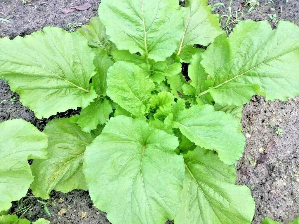 Florida Broadleaf Mustard Greens Organic Seeds