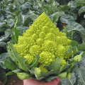 Romanesco Broccoli Organic Seeds