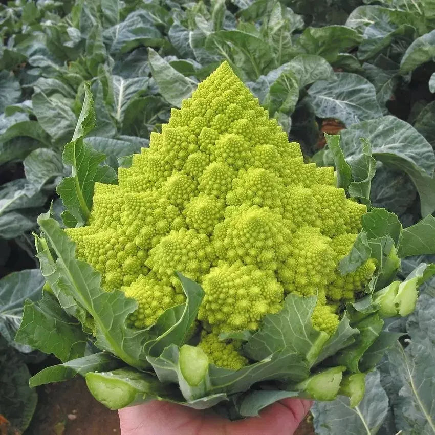 Romanesco Broccoli Organic Seeds