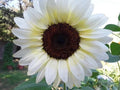 White Nite Sunflower Organic Seeds