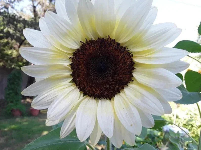 White Nite Sunflower Organic Seeds