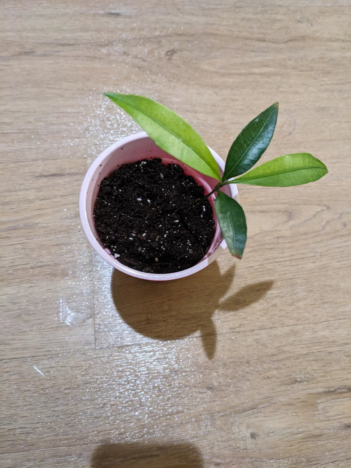 Bolivian Mangosteen