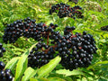 Semillas Orgánicas de Saúco Negro