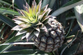 Monte Lirio Pineapple Organic Seeds