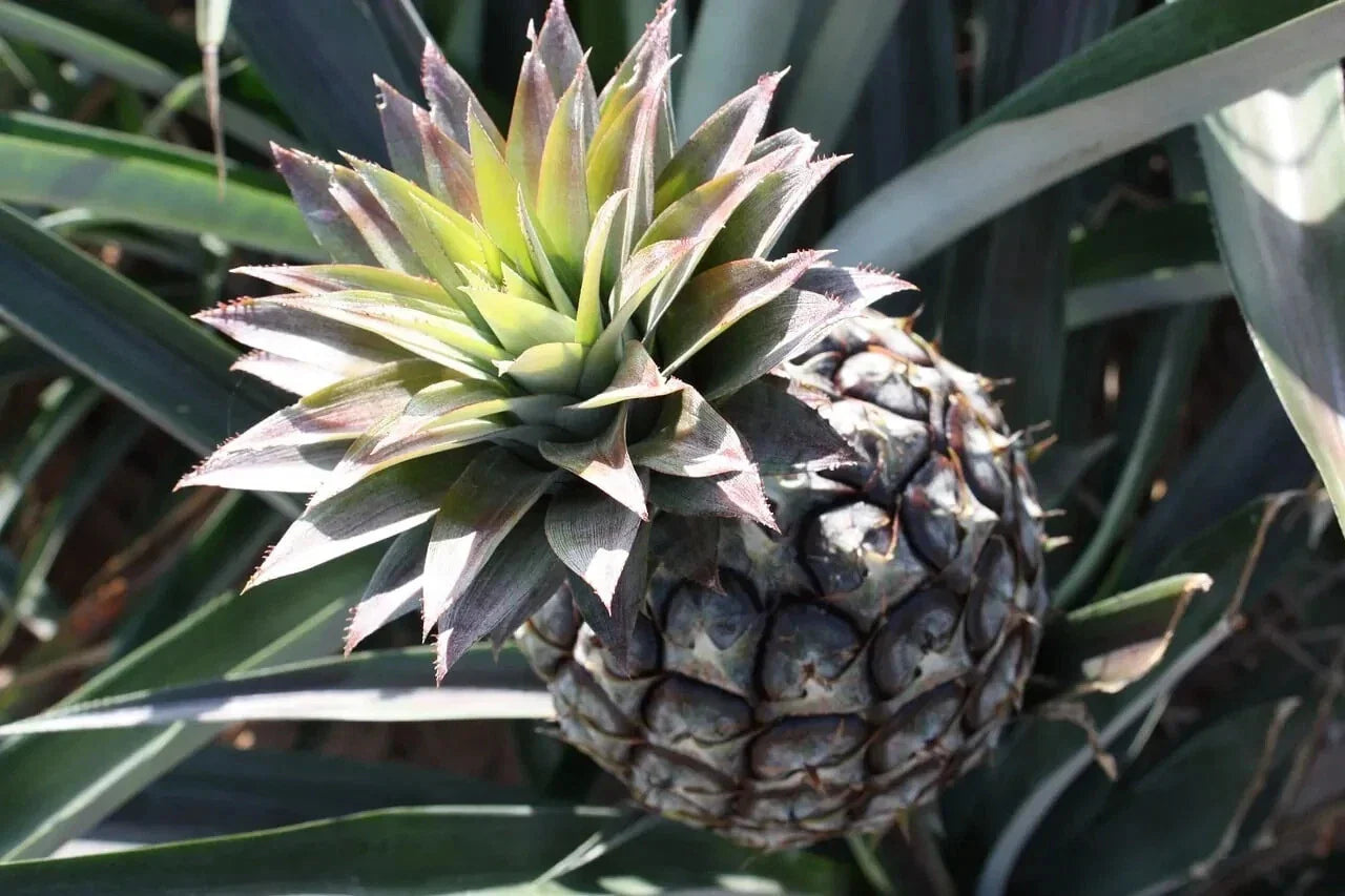 Monte Lirio Pineapple Organic Seeds