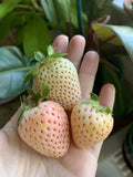 Pineberry White Strawberry Organic Seeds