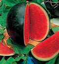 Sugar Baby Watermelon Organic Seeds