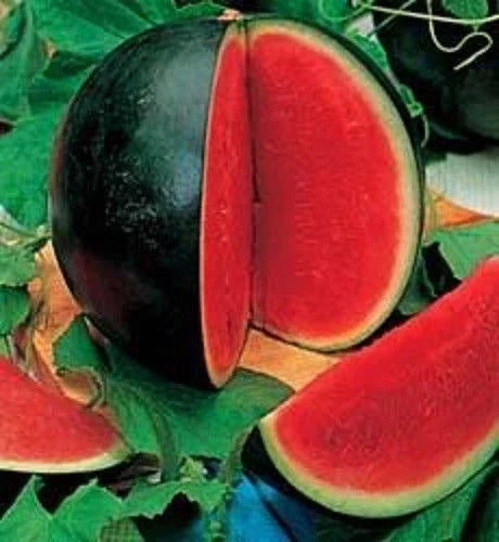 Sugar Baby Watermelon Organic Seeds