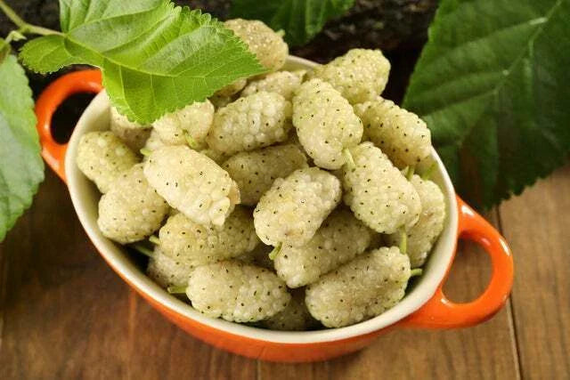 White Mulberry Tree Organic Seeds