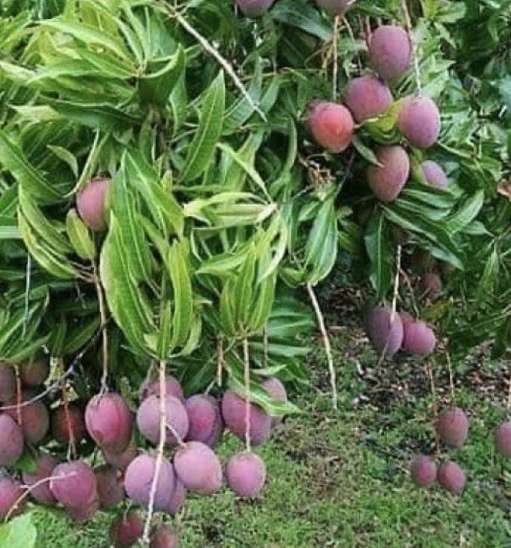 Purple Tommy Mango (Scion Cuttings)