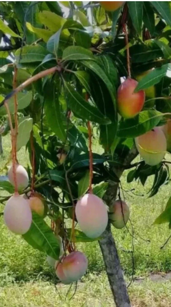 Valencia Mango (Unrooted Propagation Wood)