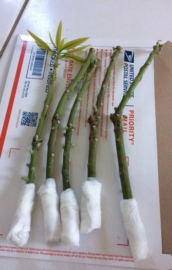 Valencia Mango (Unrooted Propagation Wood)