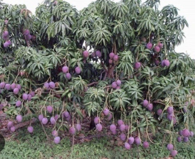 Purple Tommy Mango (Scion Cuttings)