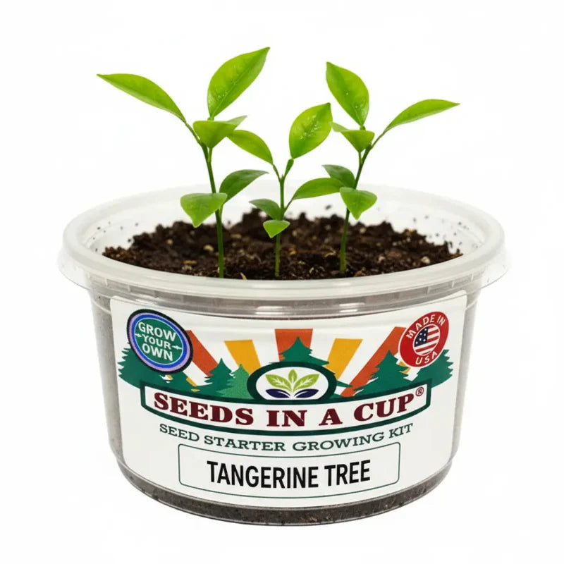 Tangerine Tree Grow Kit | Seeds In A Cup®